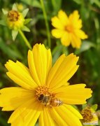 雏菊花语都有什么？雏菊代表的含义有哪些？