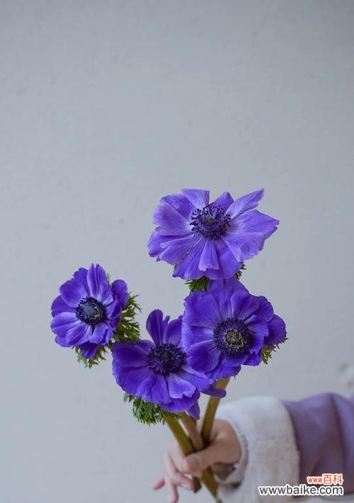 花语所念皆如愿什么意思？这句花语有何深意？