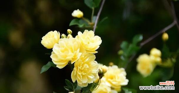 老家邻居的花语有何含义？代表什么？