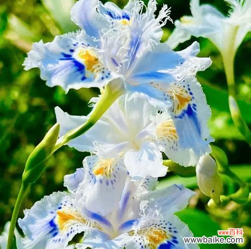 老家邻居的花语有何含义？代表什么？