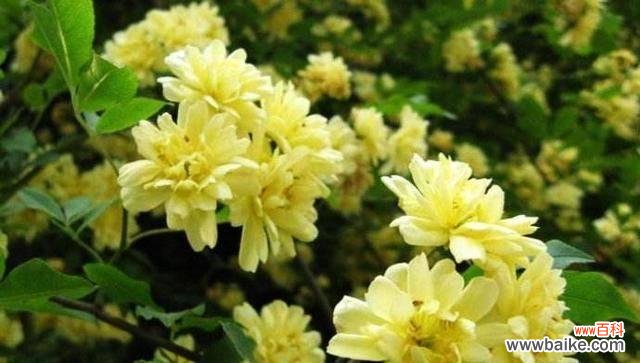 老家邻居的花语有何含义？代表什么？