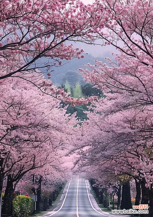 寓意出轨的花语是什么意思？樱花花语是什么寓意呢？