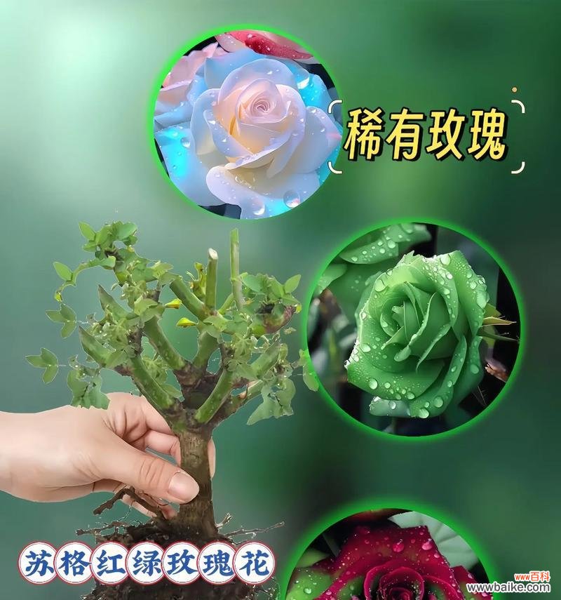 绿色玫瑰花代表什么？三朵绿色玫瑰有何特殊含义？