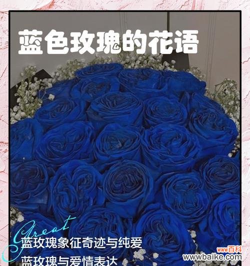 一支玫瑰为何有多种花语?