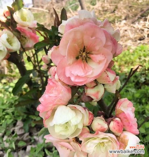 海棠花有哪些种类?每种海棠花的花语是什么?