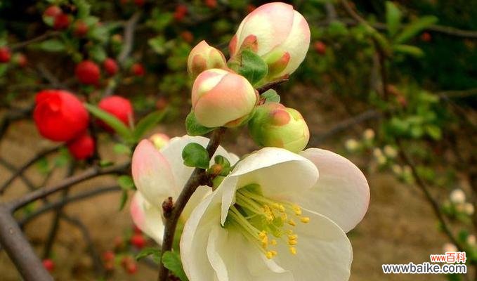 海棠花有哪些种类?每种海棠花的花语是什么?