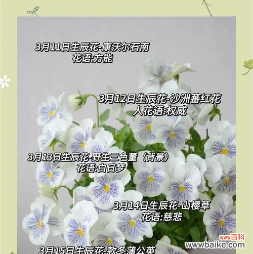 生日测花语有何意义？如何根据生日选择花语？