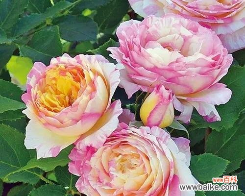 独特的芹叶牡丹花语及其象征意义 芹叶牡丹花语——芳香妖娆的寓意之美