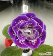 独特的芹叶牡丹花语及其象征意义 芹叶牡丹花语——芳香妖娆的寓意之美