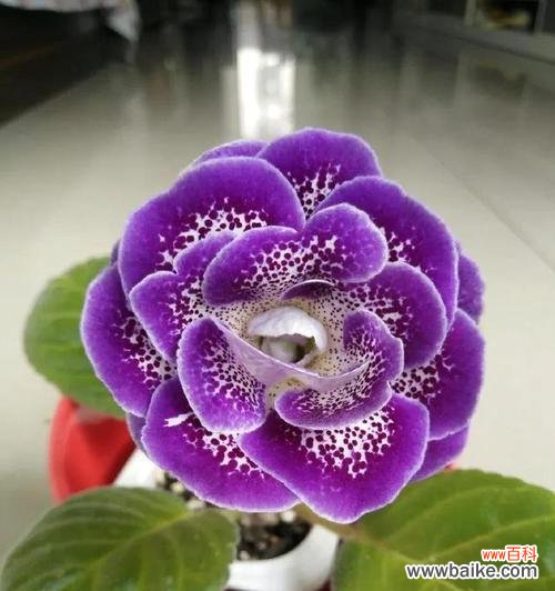 独特的芹叶牡丹花语及其象征意义 芹叶牡丹花语——芳香妖娆的寓意之美