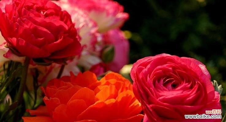 独特的芹叶牡丹花语及其象征意义 芹叶牡丹花语——芳香妖娆的寓意之美