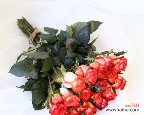 美丽的象征与情感的表达 切花玫瑰的寓意与文化传承