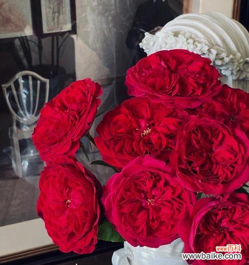 美丽的象征与情感的表达 切花玫瑰的寓意与文化传承