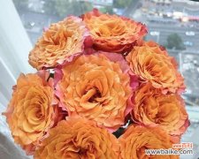 美丽的象征与情感的表达 切花玫瑰的寓意与文化传承