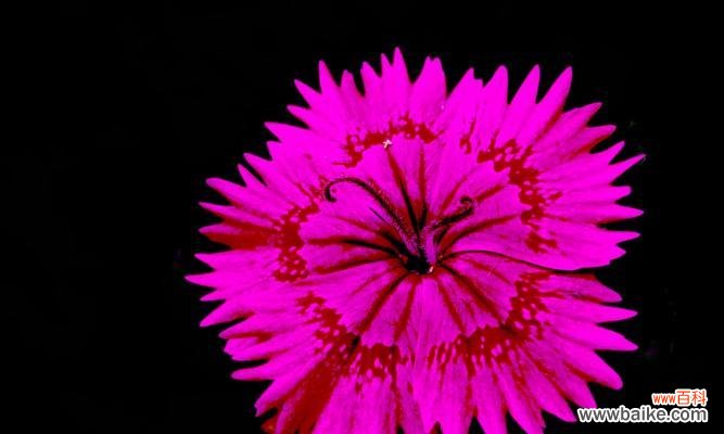 用石竹传递温情,用花语绽放美丽 石竹花语