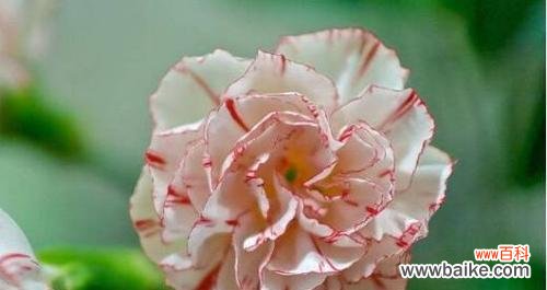 用石竹传递温情,用花语绽放美丽 石竹花语