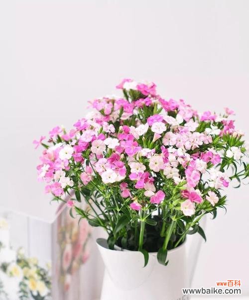 用石竹传递温情,用花语绽放美丽 石竹花语