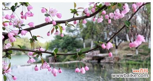 揭示海棠花花语,探寻其在文化与艺术中的独特地位 日本海棠花