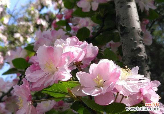 揭示海棠花花语,探寻其在文化与艺术中的独特地位 日本海棠花