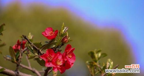 揭示海棠花花语,探寻其在文化与艺术中的独特地位 日本海棠花