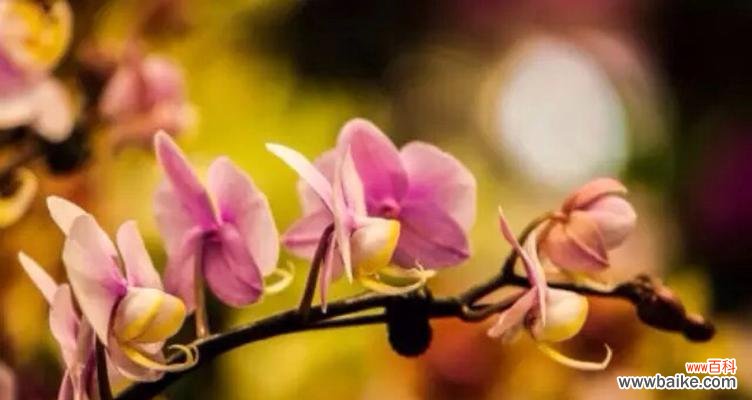 揭开花语的神秘面纱,探索花朵背后的寓意 花语品种的世界探秘