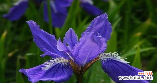 揭开花语的神秘面纱,探索花朵背后的寓意 花语品种的世界探秘