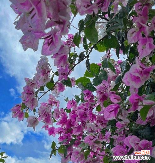 解析三角梅之美与寓意 探寻三角梅的象征意义