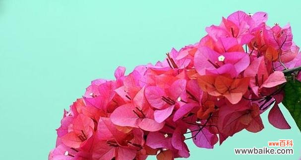 解析三角梅之美与寓意 探寻三角梅的象征意义