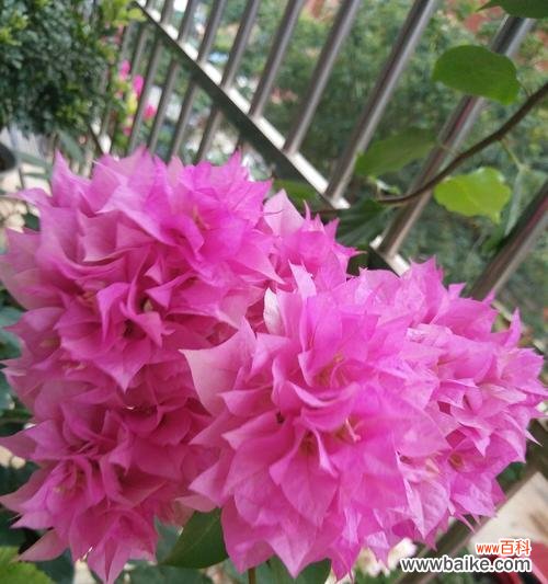 美丽的三角梅,传递幸福与希望的使者 三角梅