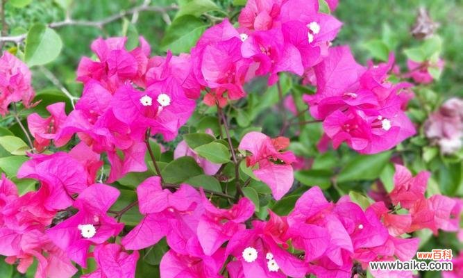 美丽的三角梅,传递幸福与希望的使者 三角梅