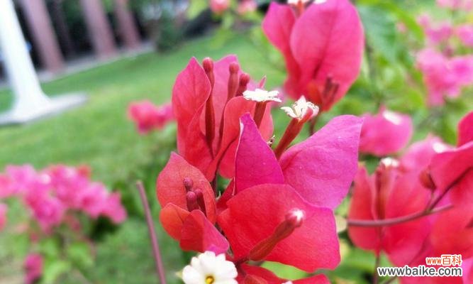 美丽的三角梅,传递幸福与希望的使者 三角梅