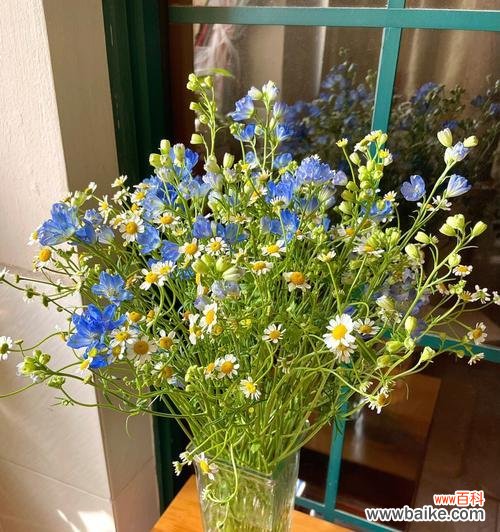 揭示小菊花花语的意义与文化底蕴 小菊花的花语——传递生机与希望