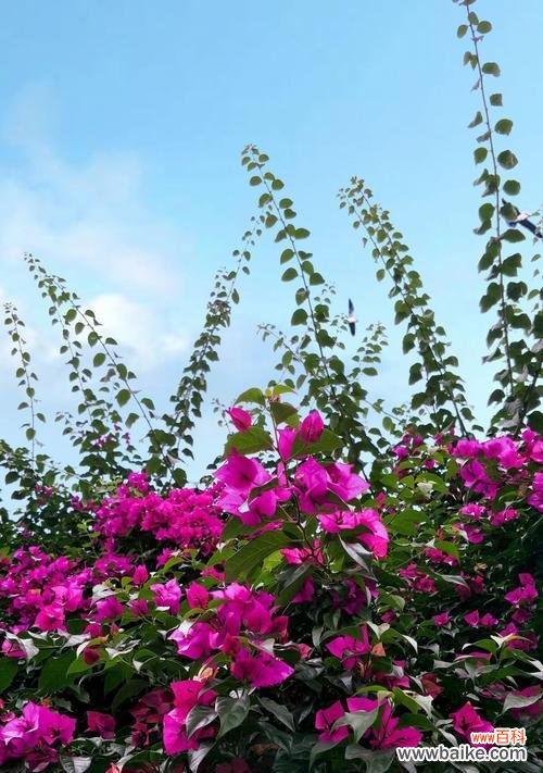 无法开放的花朵,含苞待放的爱情 三角梅花语与真爱的遗憾