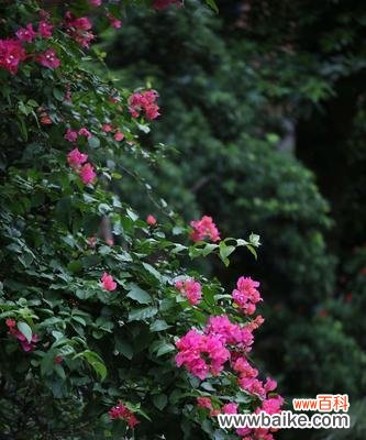 无法开放的花朵,含苞待放的爱情 三角梅花语与真爱的遗憾