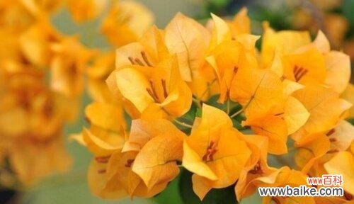 无法开放的花朵,含苞待放的爱情 三角梅花语与真爱的遗憾