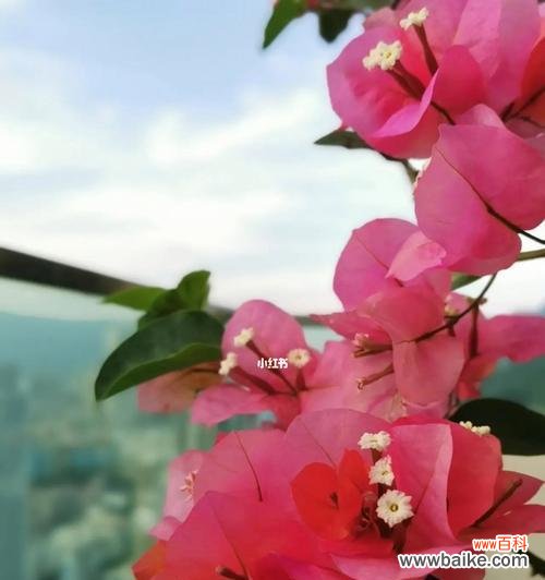 三角梅花的美丽与深意 三角梅花的寓意与象征意义