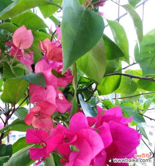 盛开的坚持与爱的呵护 三角梅