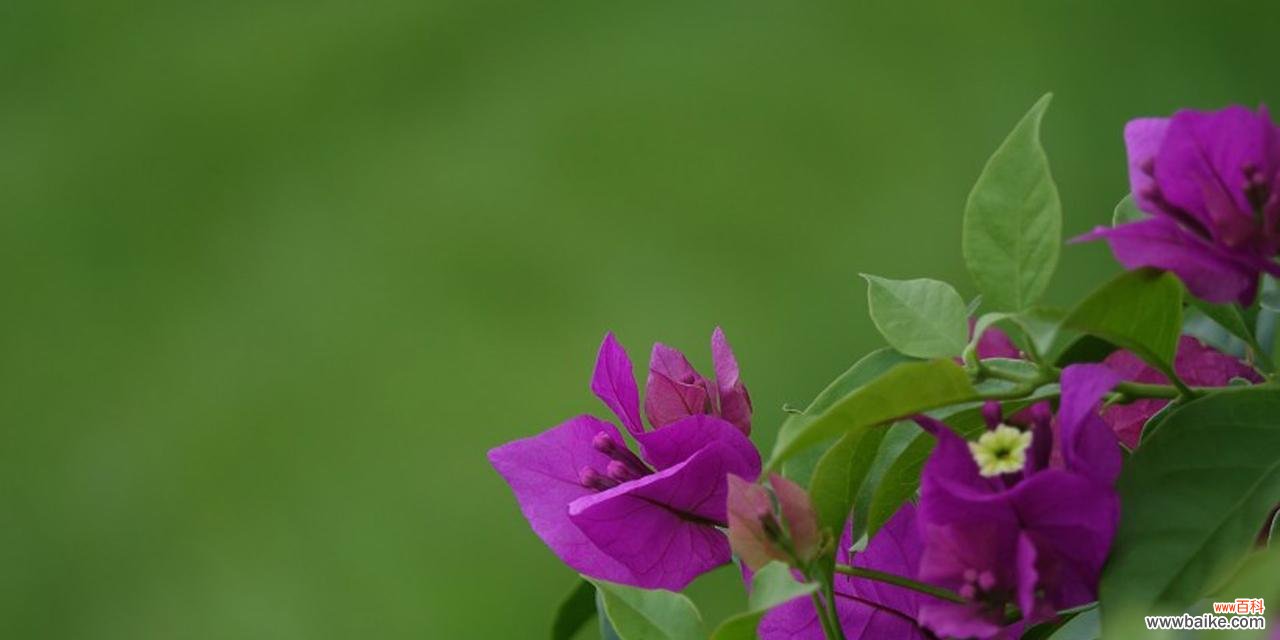 解读三角梅的寓意与魅力,探索三角梅的美丽之花 三角梅的象征意义与美丽之花