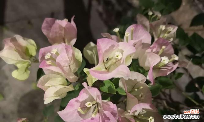 解读三角梅的寓意与魅力,探索三角梅的美丽之花 三角梅的象征意义与美丽之花