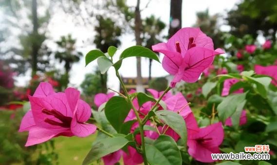 揭示生命的绽放之美 三角梅开花的寓意