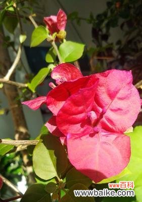 揭示生命的绽放之美 三角梅开花的寓意