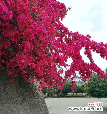 揭示生命的绽放之美 三角梅开花的寓意