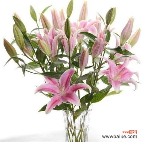 百合花的象征与美好寓意 三头百合的花语与意义