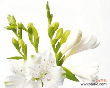 百合花的象征与美好寓意 三头百合的花语与意义