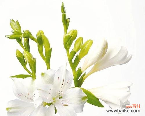 百合花的象征与美好寓意 三头百合的花语与意义