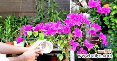 探究三角梅摘心的来历与象征意义 揭秘三角梅摘心的含义