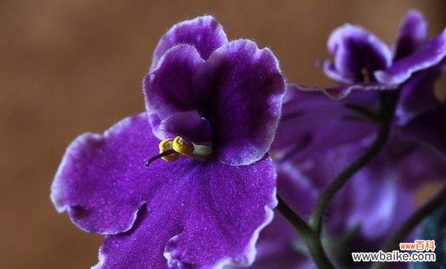 绝望花语揭示的心灵深处的痛苦 花开无望，悲伤掩映