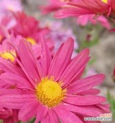 揭示真相的花朵谎言 花语的欺骗与谎言