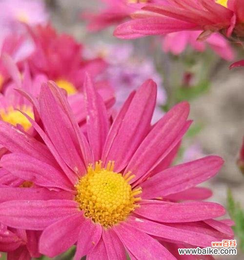 揭示真相的花朵谎言 花语的欺骗与谎言