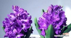 探索花海中的无尽传情与美丽 美丽花园